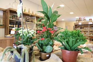 Planta Viva Paisagismo oferece inúmeras variedades de plantas ornamentais e frutíferas